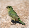 _1SB1958 1st year painted bunting